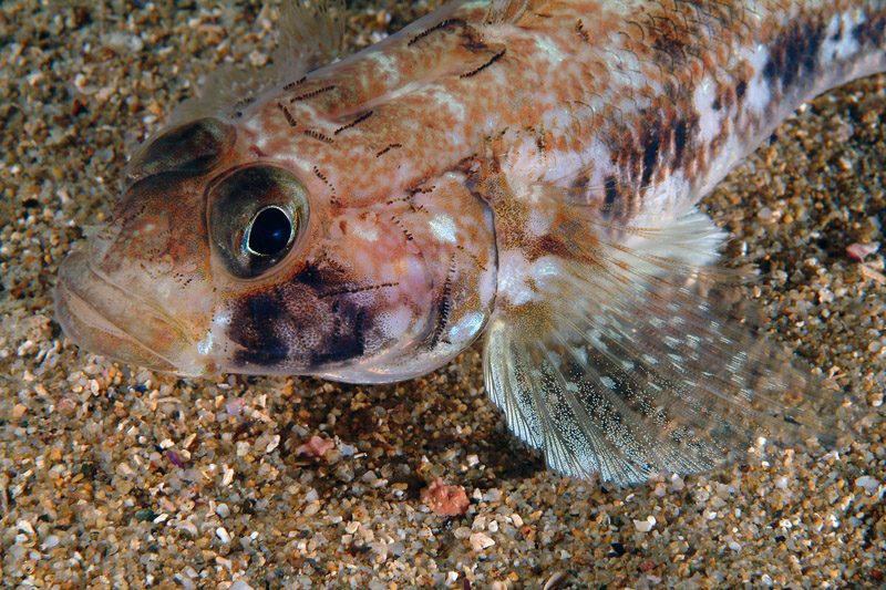 Gobius geniporus